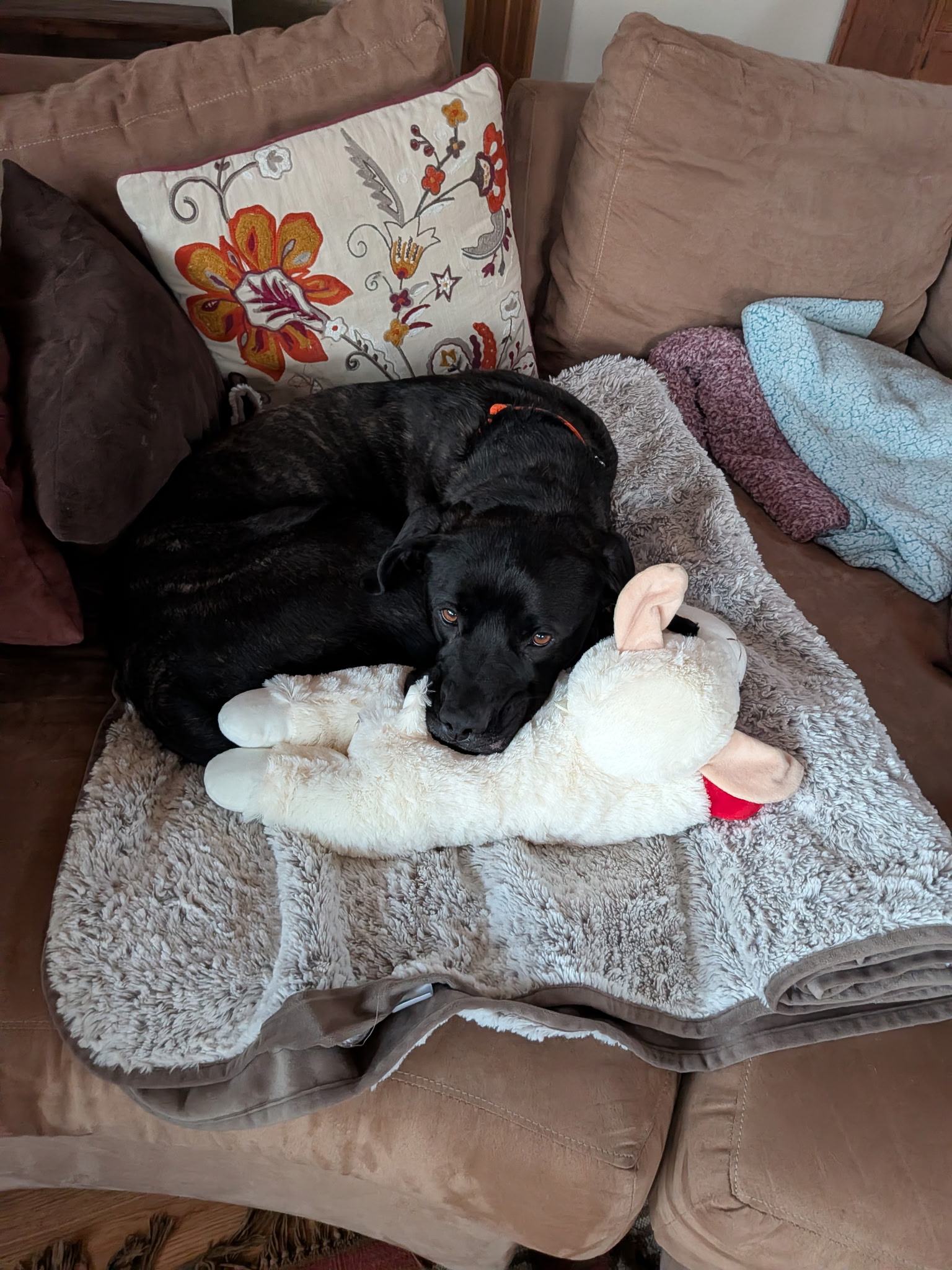 Read more about the article We Had Him for Less Than an Hour